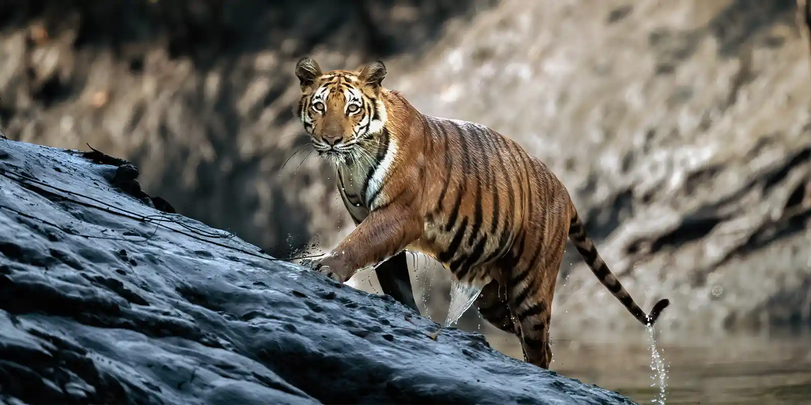Bengal tiger in Nepal.