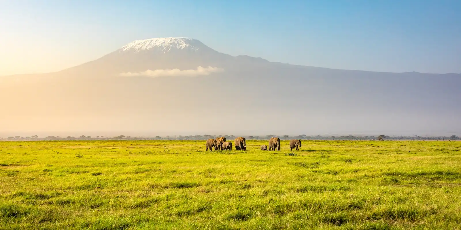 A herd of elephants with Mt. Kilimanjaro in the background.