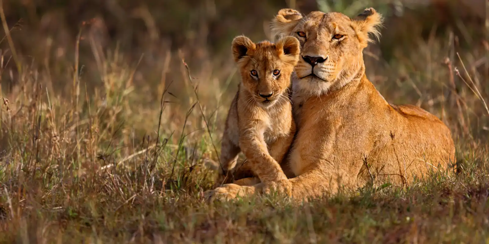 Lioness lying down with cub in Kenya.