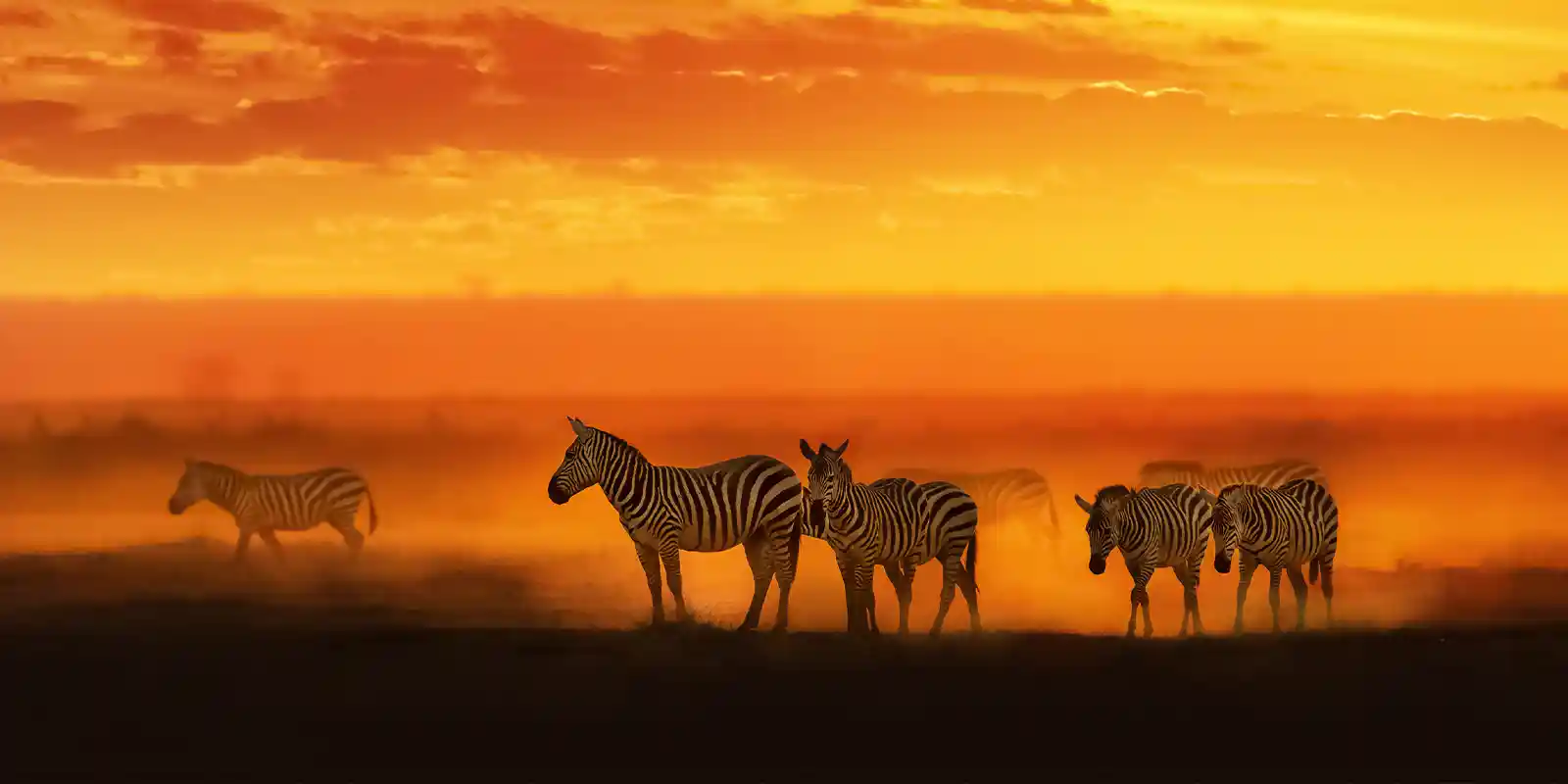 Zebras at sunset in Kenya