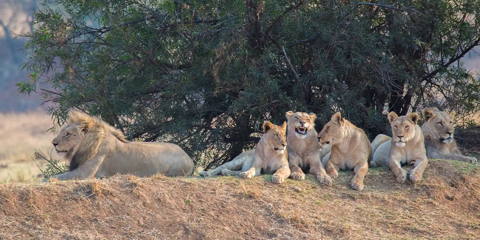 Pride of lion in South Africa