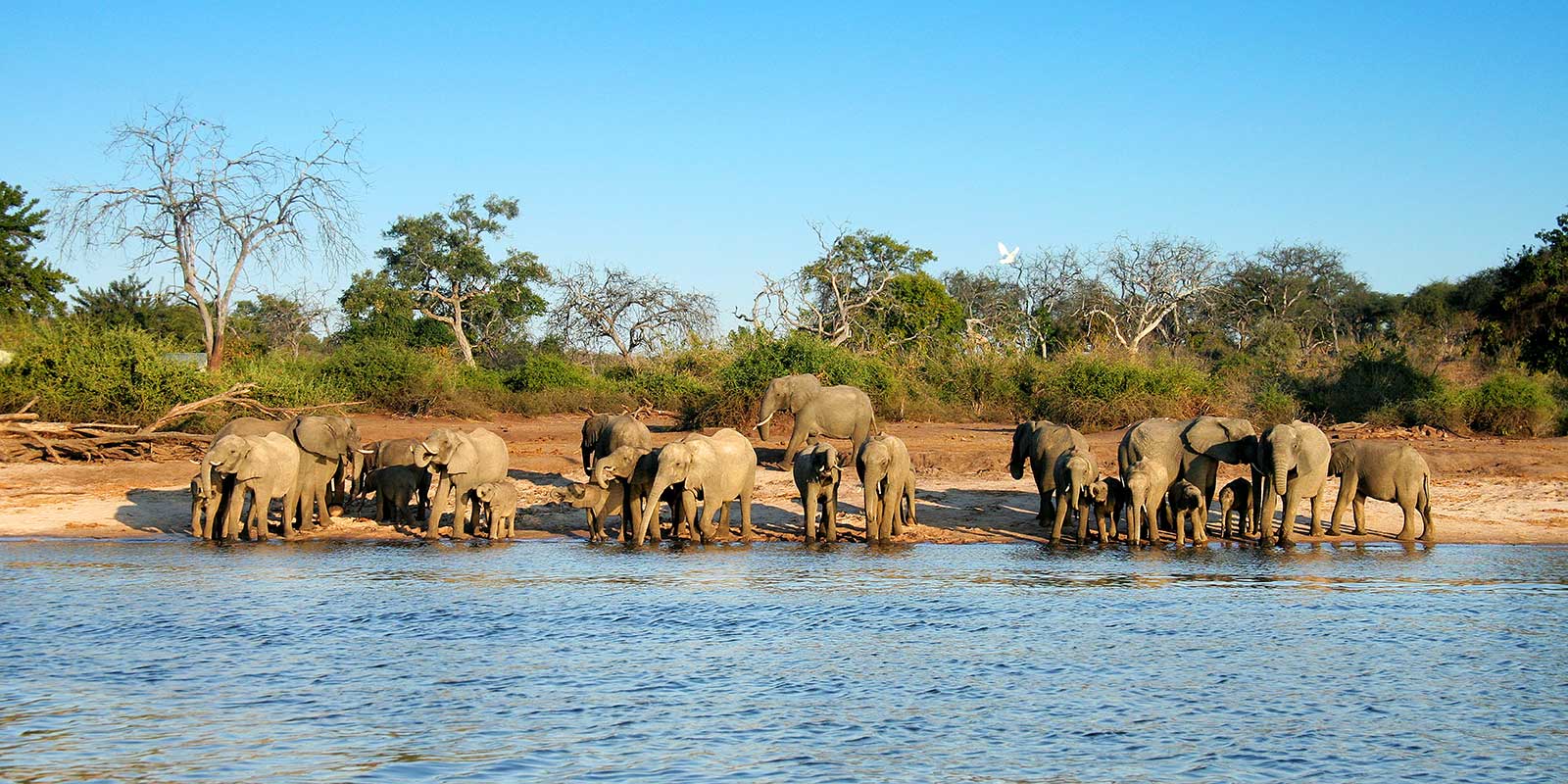 Herd of elephants gathered near water in Botswana