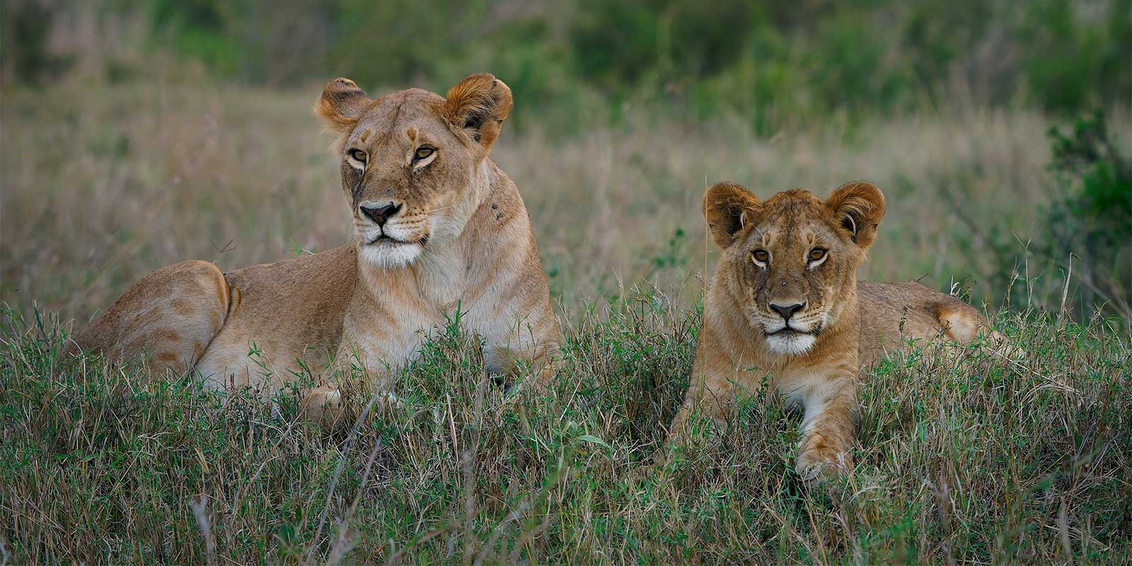 Lioness and cub in Kenya