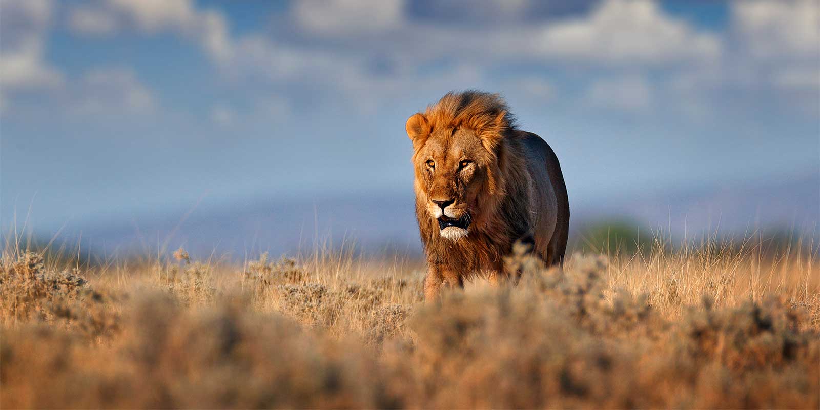 Lion in Etosha National Park, Namibia