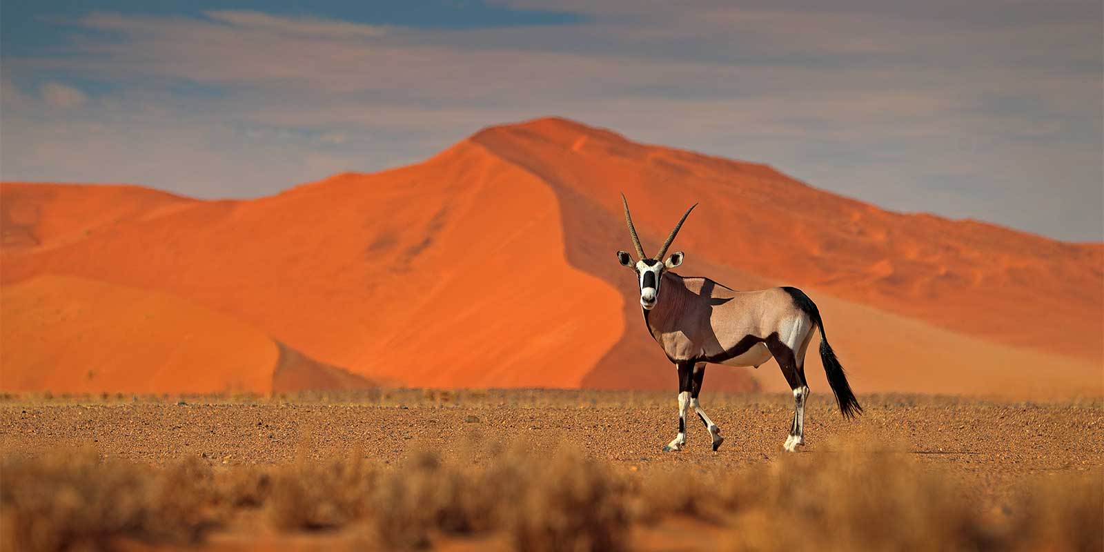 Gemsbok in Sossusvlei, Namibia