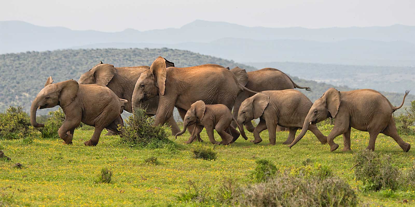 Elephant herd in Addo Elephant National Park, South Africa