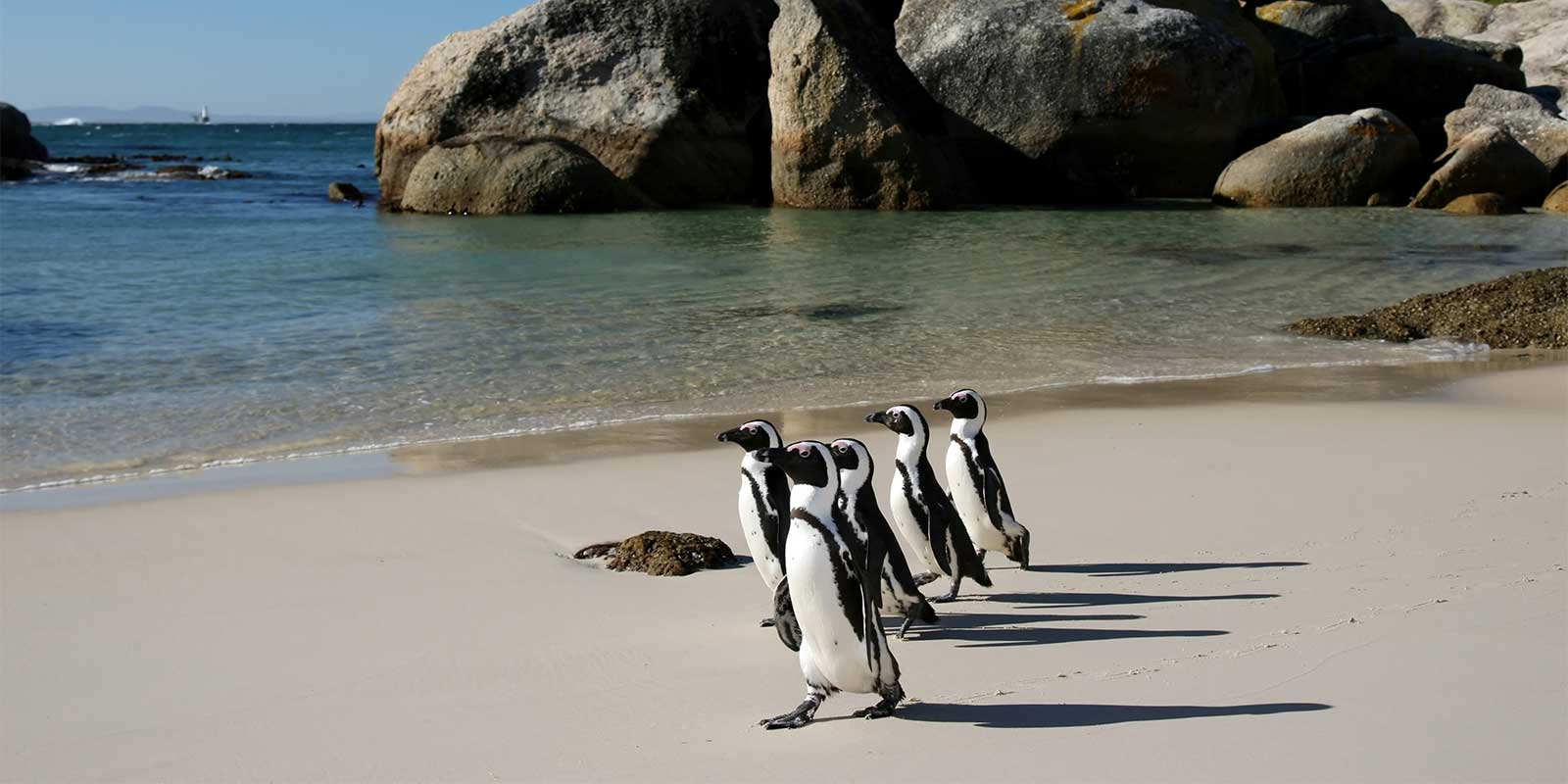 African penguin colony on Boulders Beach in South Africa