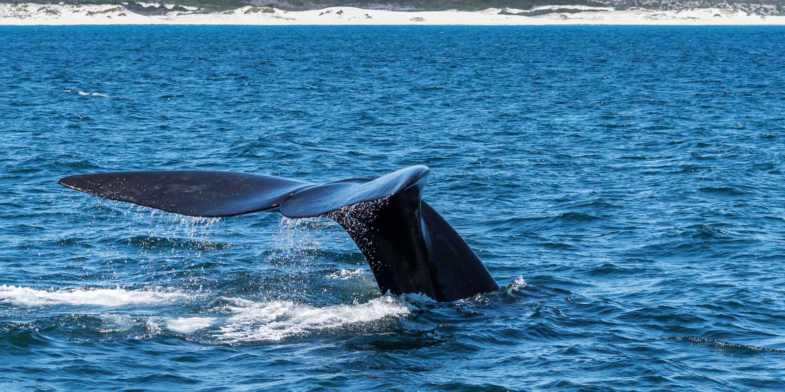 Southern right whale in Hermanus, South Africa