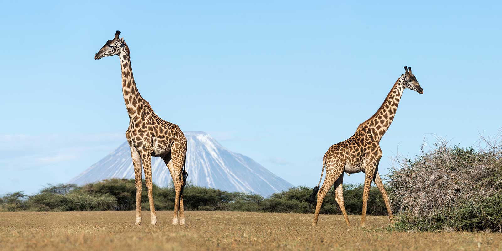 Giraffes in Ngorongoro, Tanzania.