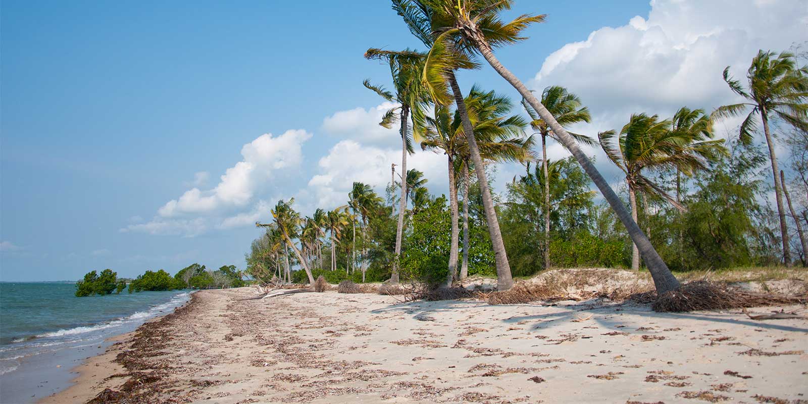 Palm trees on a beach in Saadani, Tanzania