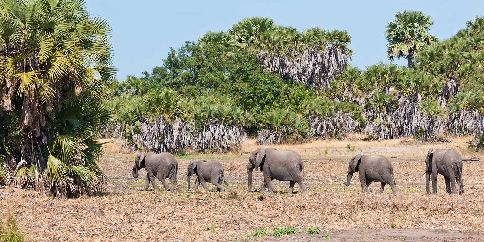 Elephant herd at Selous, Tanzania