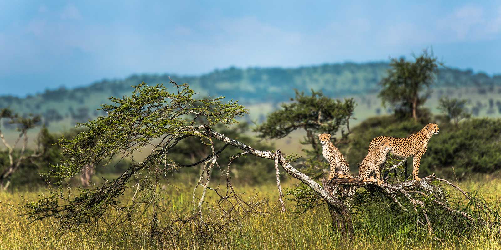 Cheetah mother and cub in Serengeti National Park, Tanzania