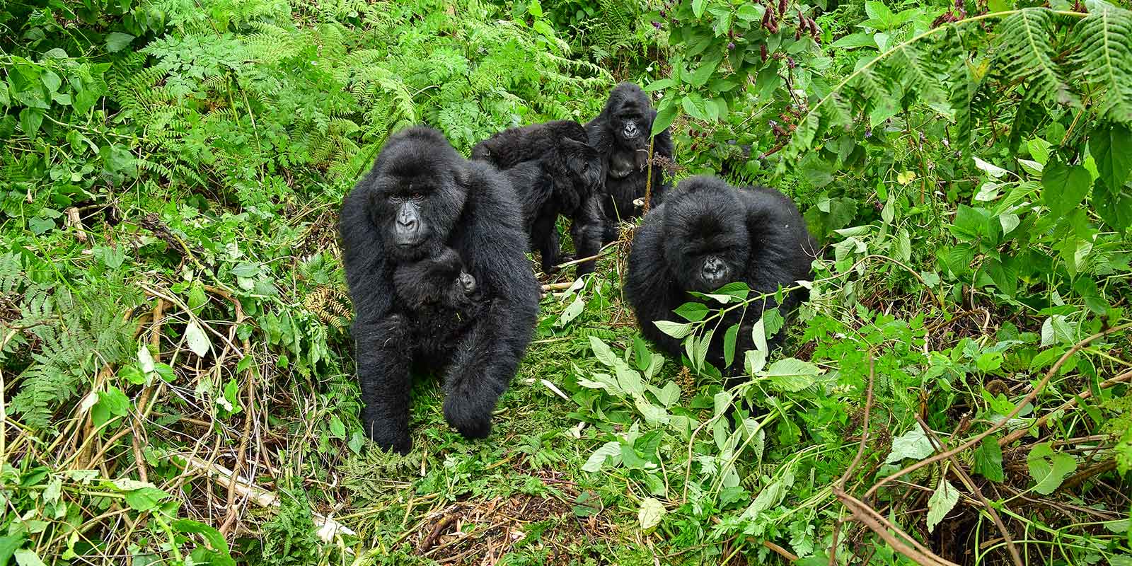 Group of mountain gorillas walking through Bwindi Impenetrable National Park in Uganda