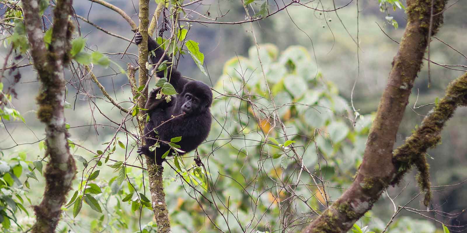 Young mountain gorilla in a tree within the forest of Bwindi Impenetrable National Park