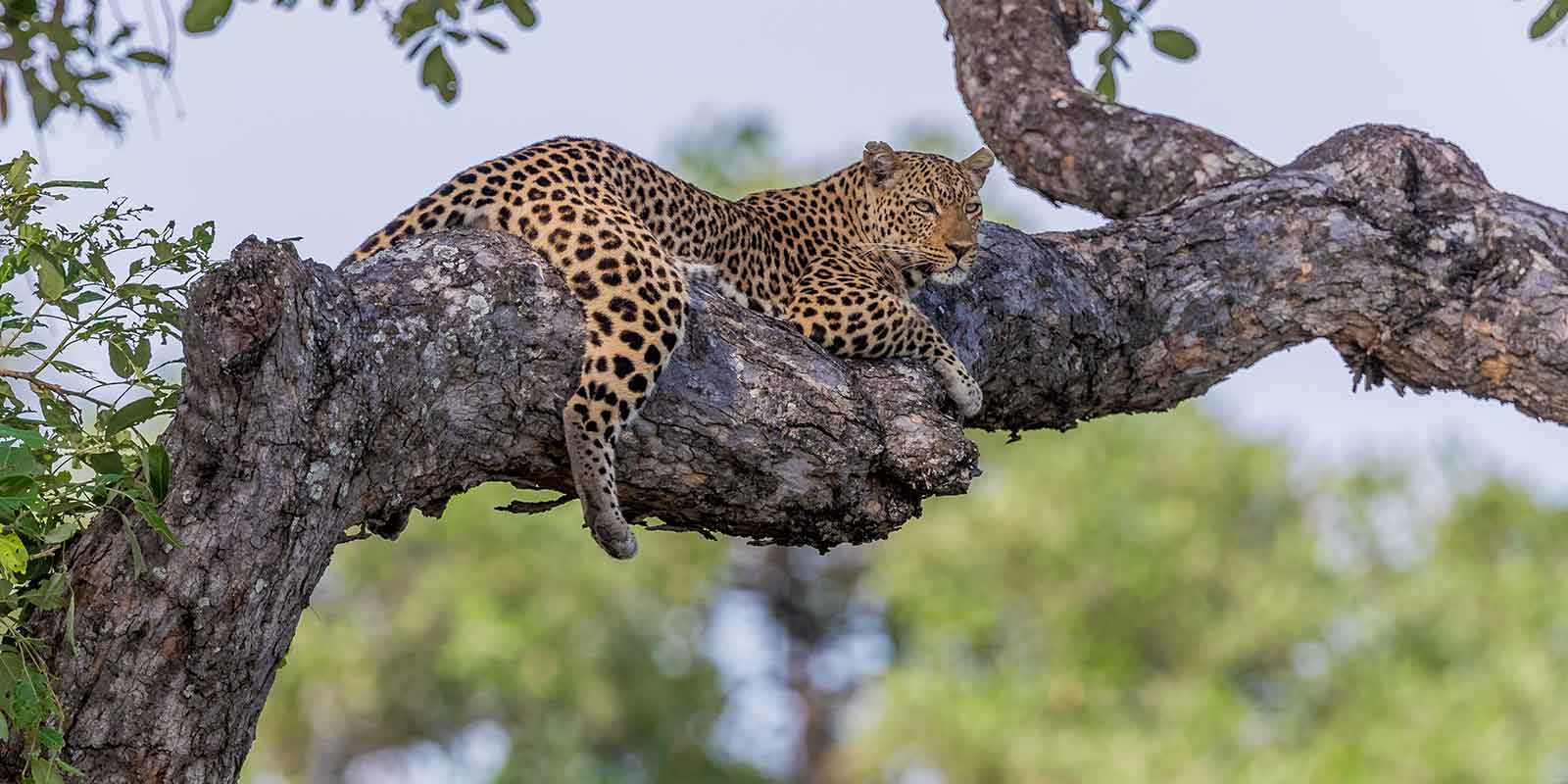Leopard in South Luangwa National Park, Zambia