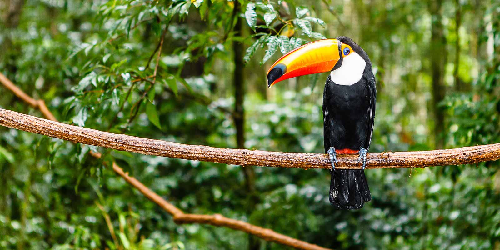 Toucan sitting on branch in Brazilian rainforest