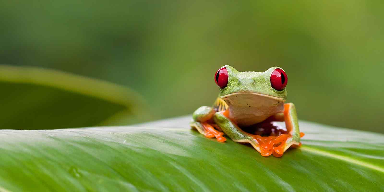 Red-eyed tree frog in Costa Rica