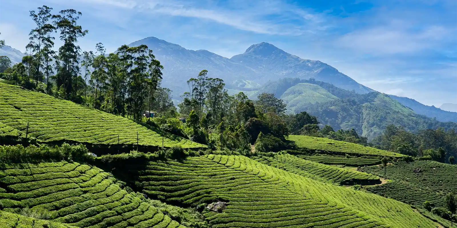 Munnar Tea Plantation in Kerala, India.