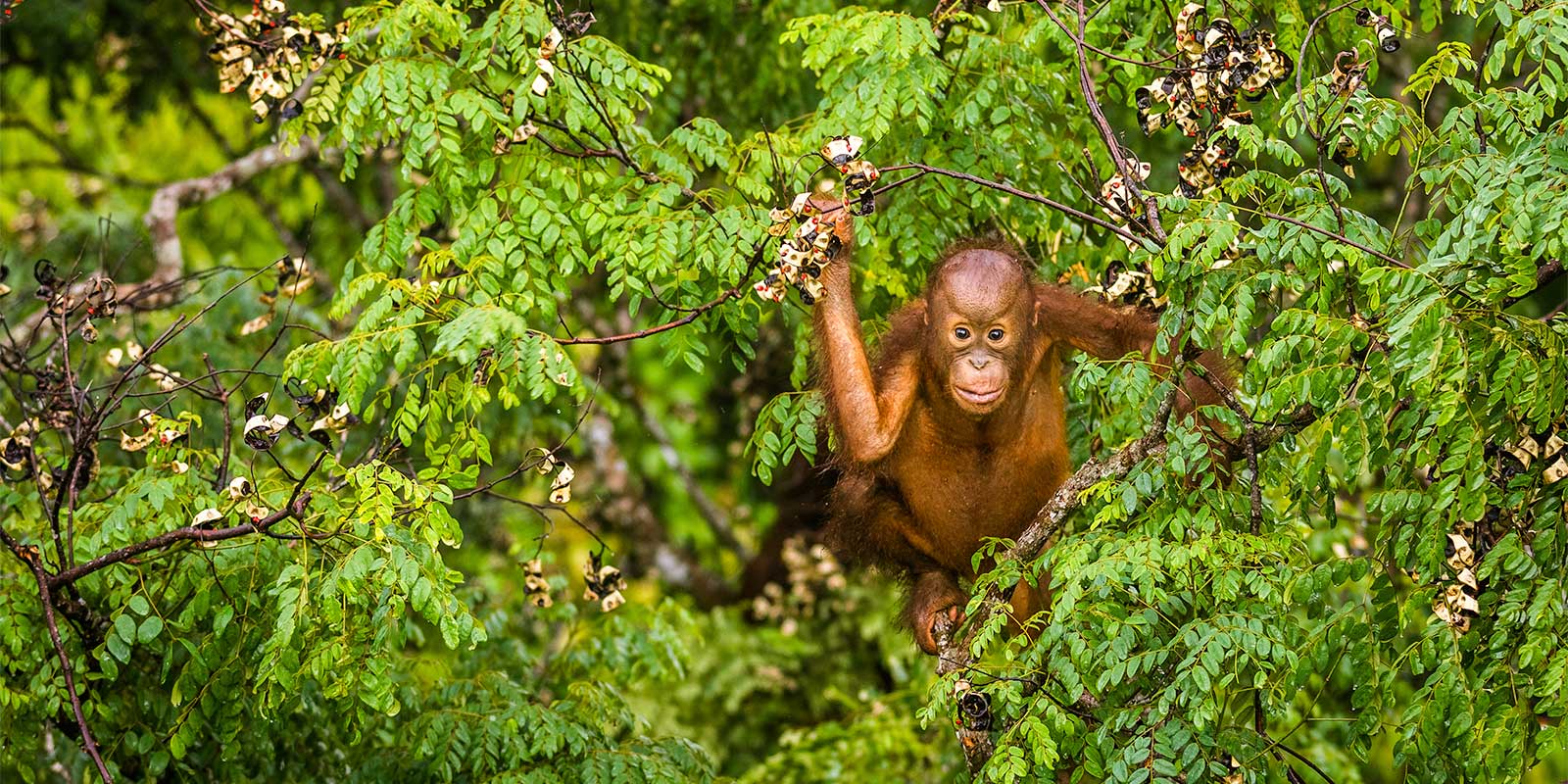 Baby orangutan in Borneo