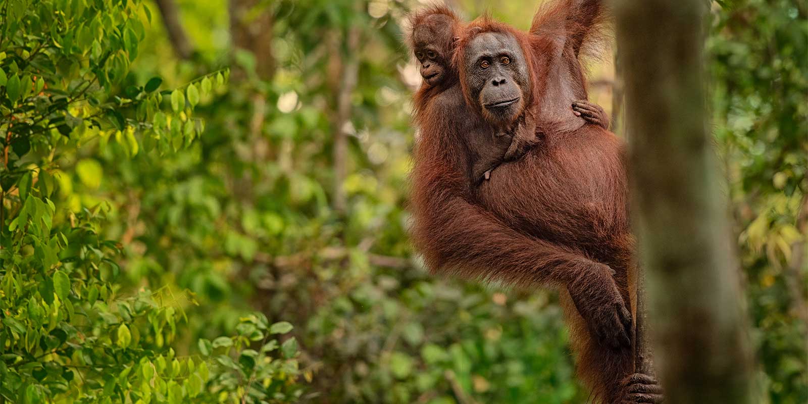 Orangutan mother and baby in Borneo