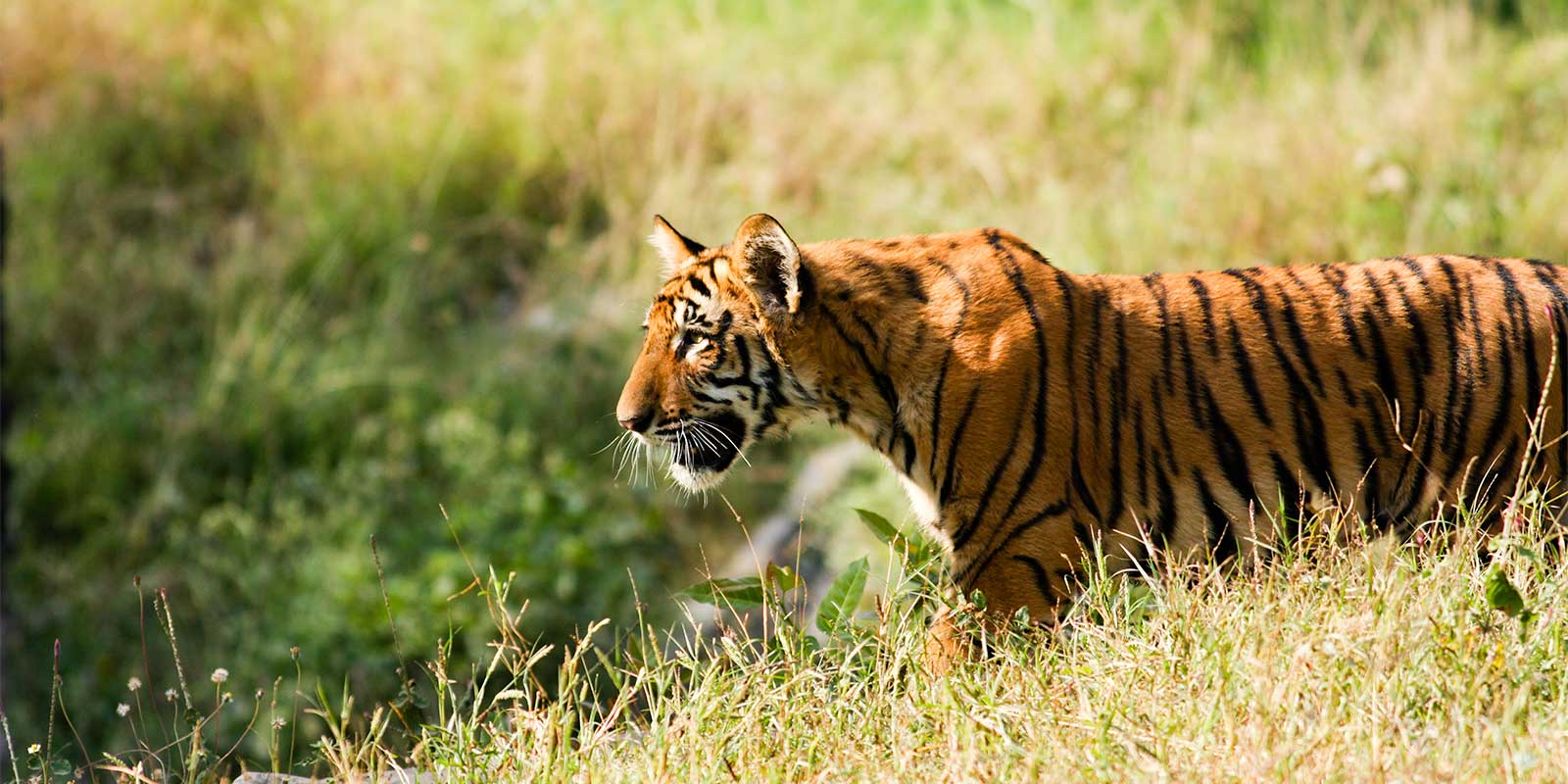 Tiger cub in India
