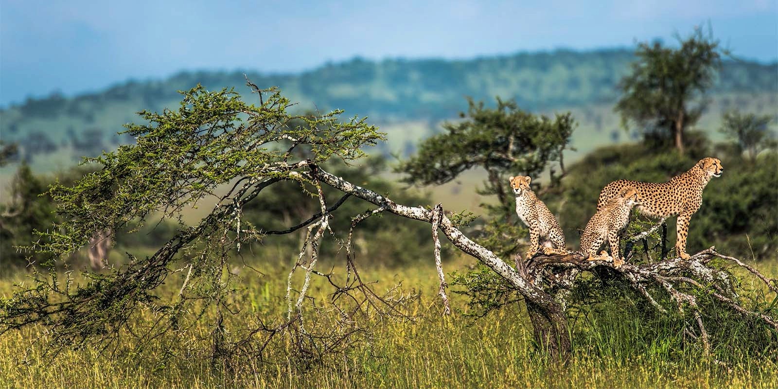 A family of cheetah in Tanzania