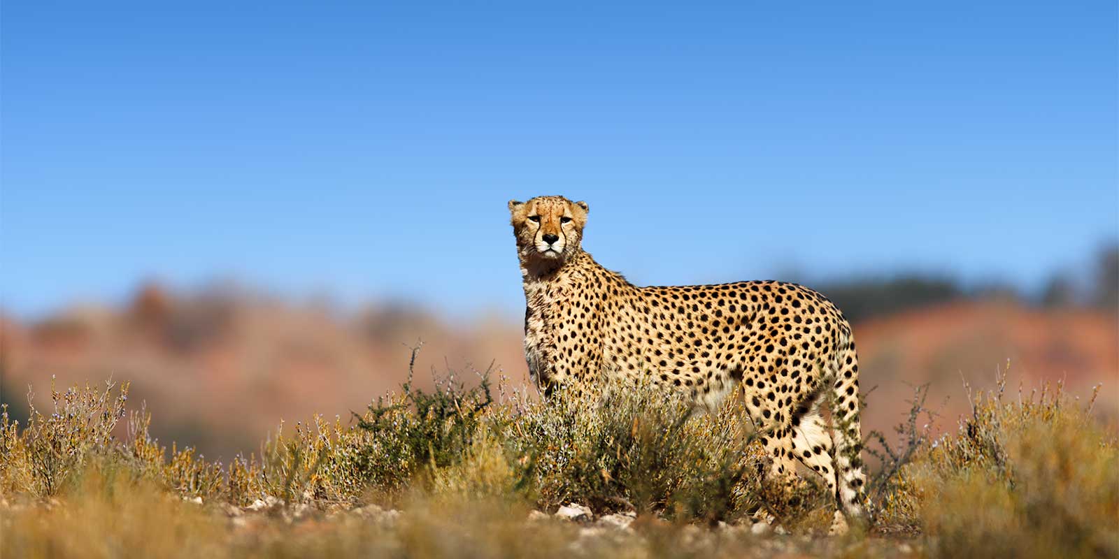 Cheetah standing on top of a hill