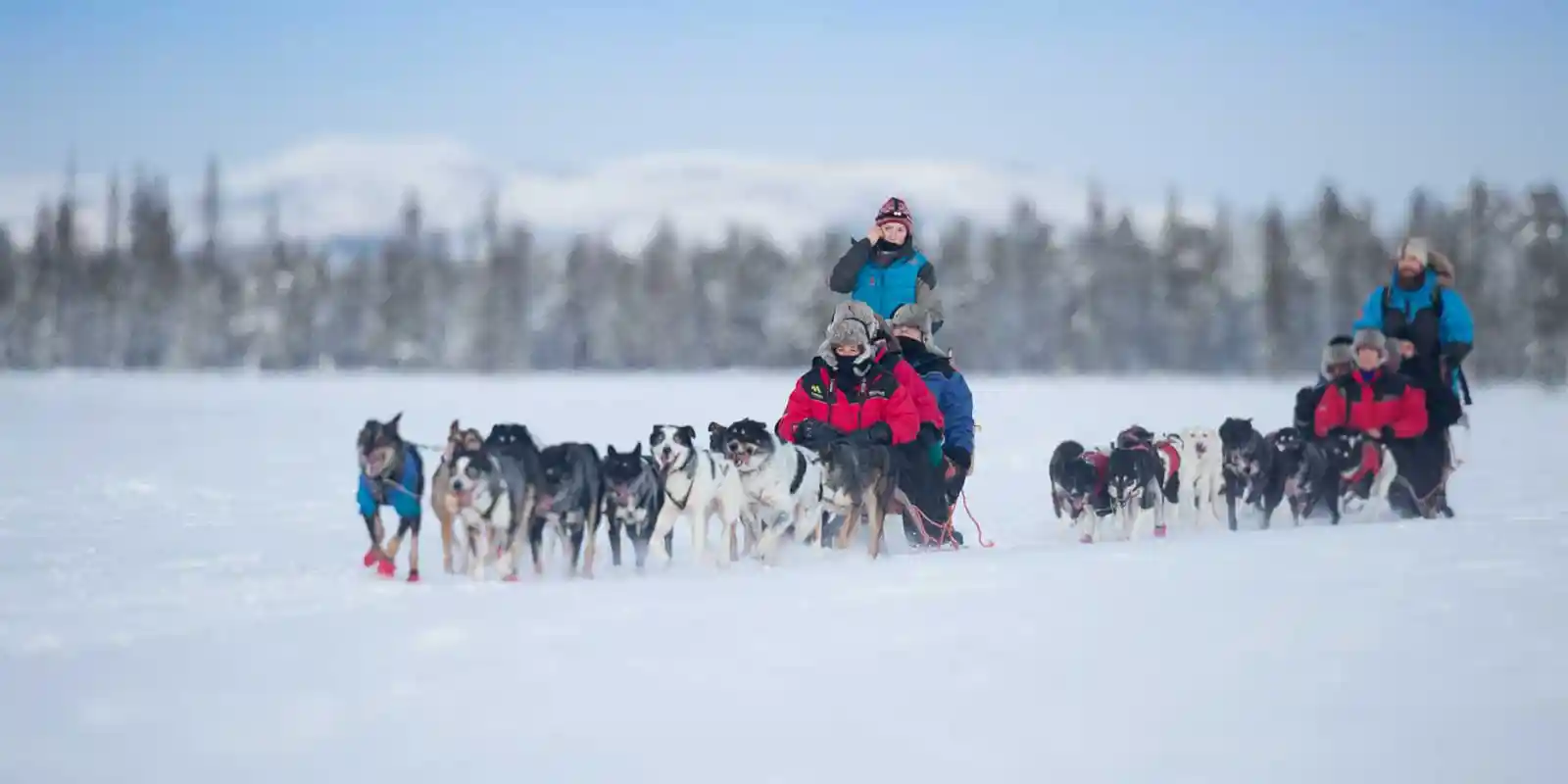 Dog sledding in Luleå, Sweden.