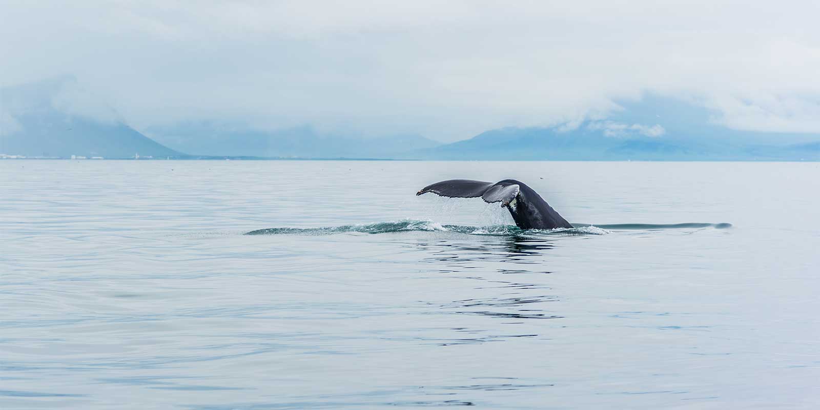 Humpback whale in Reykjavik, Iceland