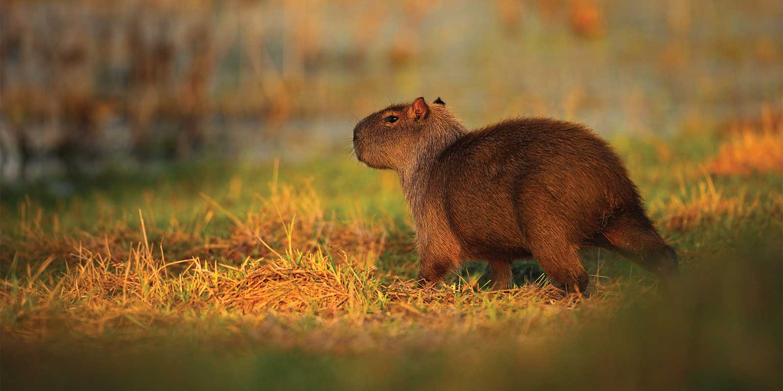 Capybara in Ibera Wetlands, Argentina