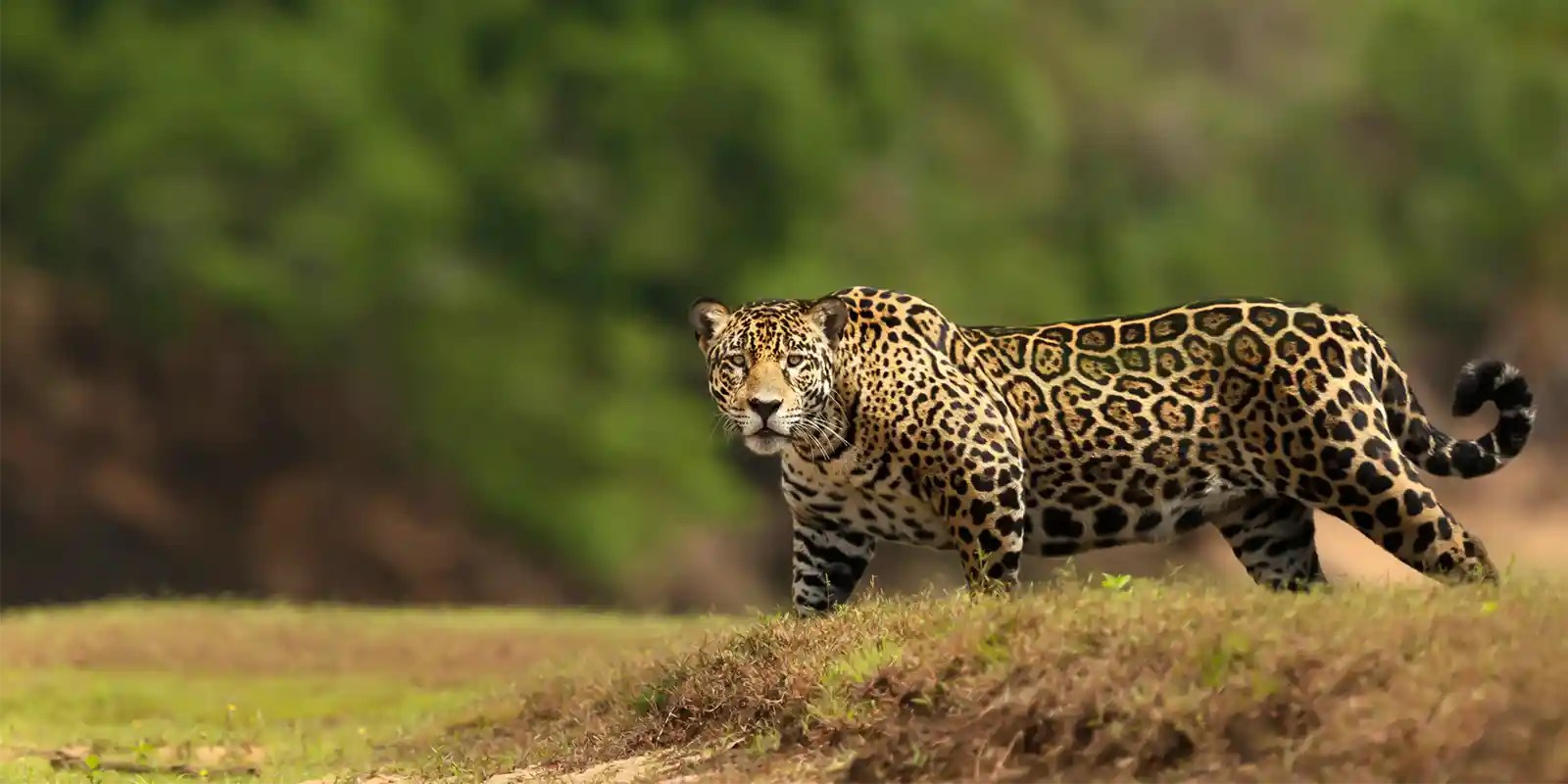 Jaguar in the Pantanal, Brazil