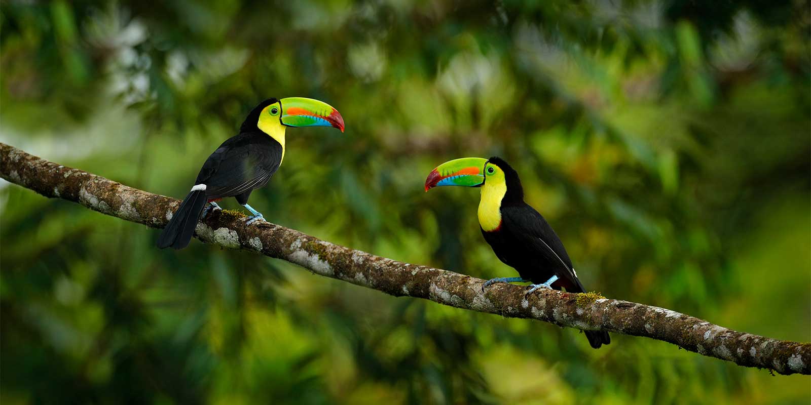 Keel-billed toucan in Costa Rica