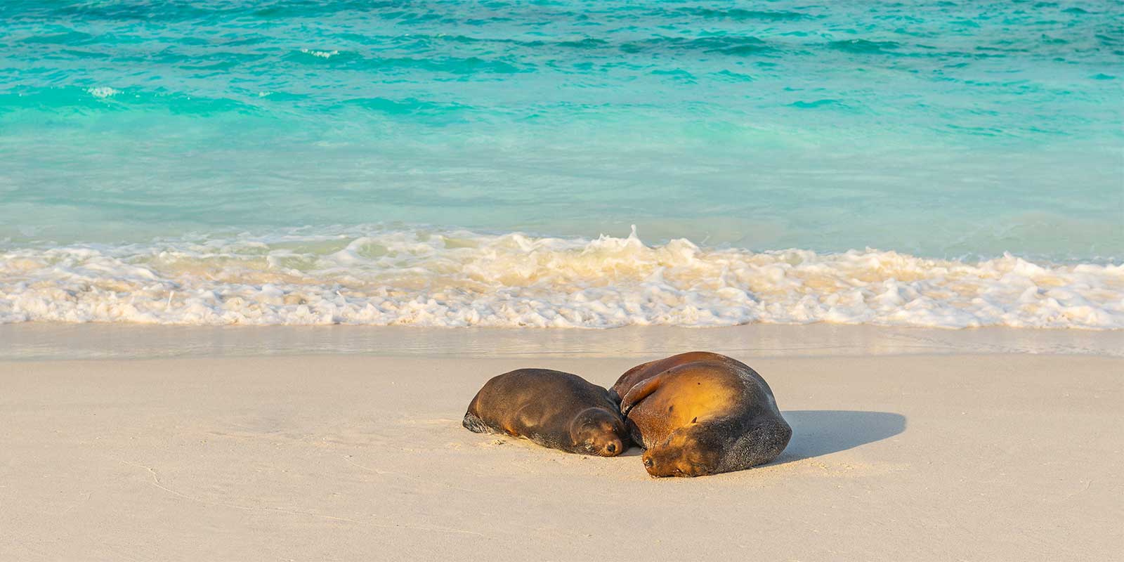 Galapagos sealions sleeping on the beach