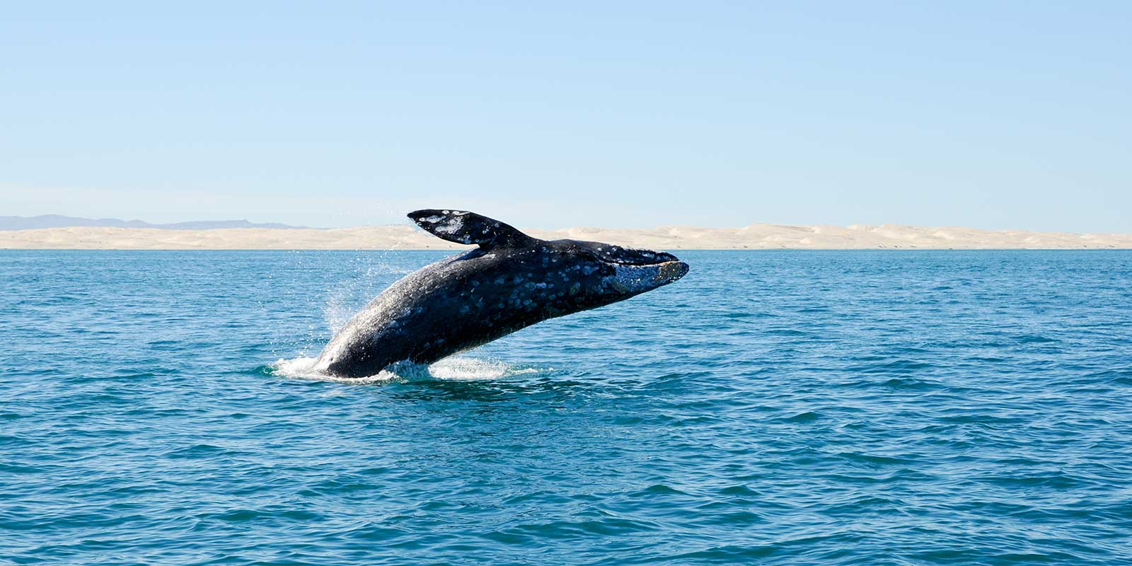 Grey whale off the Mexican coast