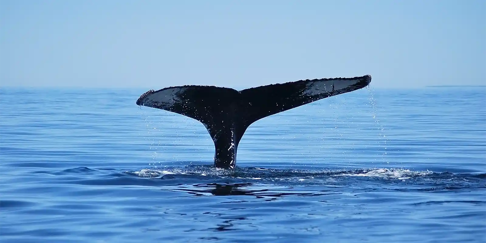 A humpback whale tail near Tadoussac, Quebec, Canada