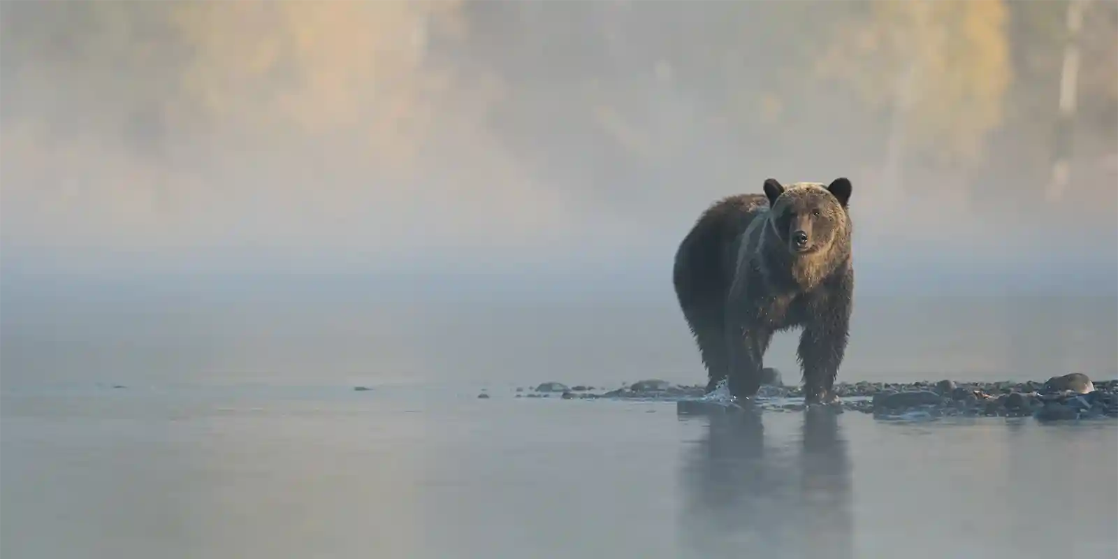 Grizzly bear in Canada