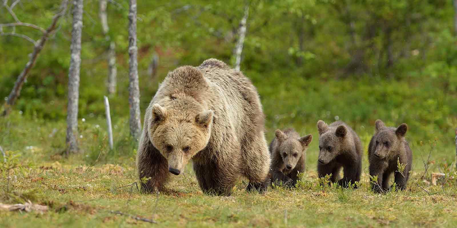 Brown bear family of mother and three cubs walking through the forest in Finland