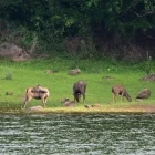 Herd of sambar deer in India.