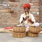 Cobra enchanter in India