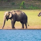 Asian elephant and sambar deer in India.