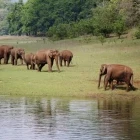 Herd of wild Asian elephants in India.