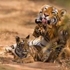 Tiger & cubs in India