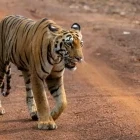 Bengal tiger in India.