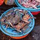 Crab at a fish market at Sassoon docks in Mumbai, India
