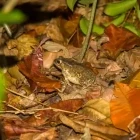 Tropical frog in Malaysia.