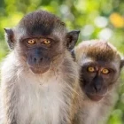 Long-tailed macaque in Malaysia.