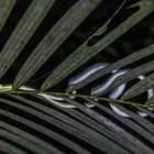 Snake on a leaf in Taman Negara National Park, Malaysia.