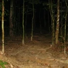 Taman Negara National Park at night, Malaysia.