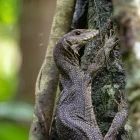 Water monitor in Malaysia.
