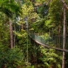 Suspension bridge in a rainforest, Malaysia.